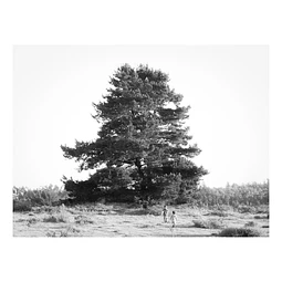 Arborum #3