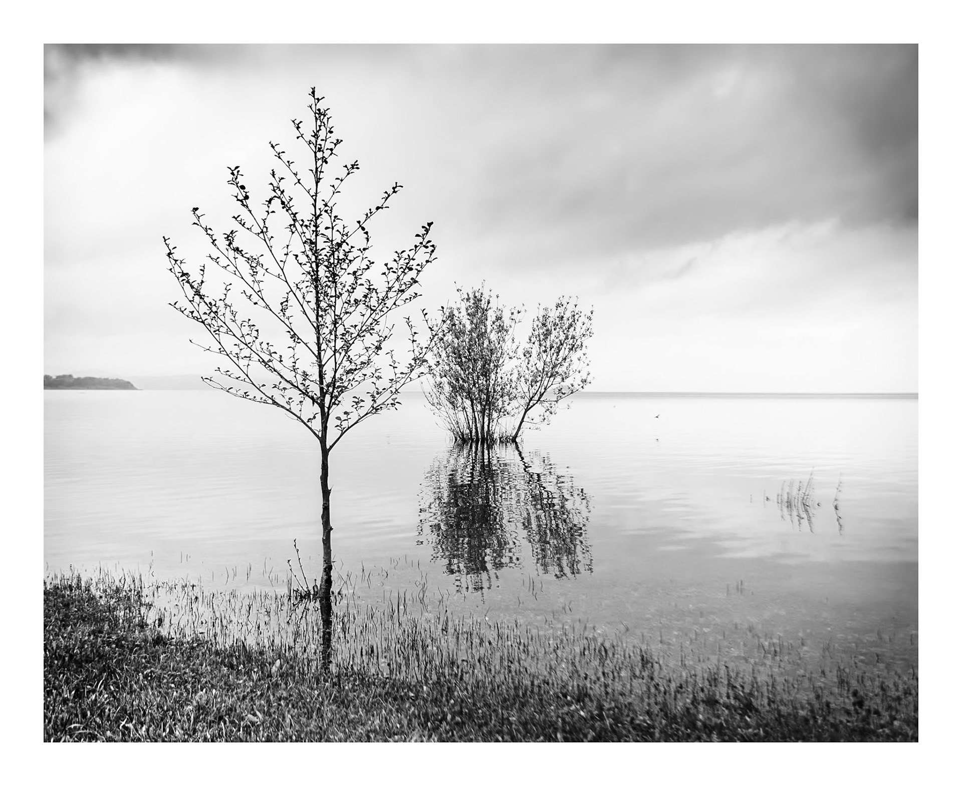 Arborum #4