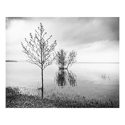 Arborum #4