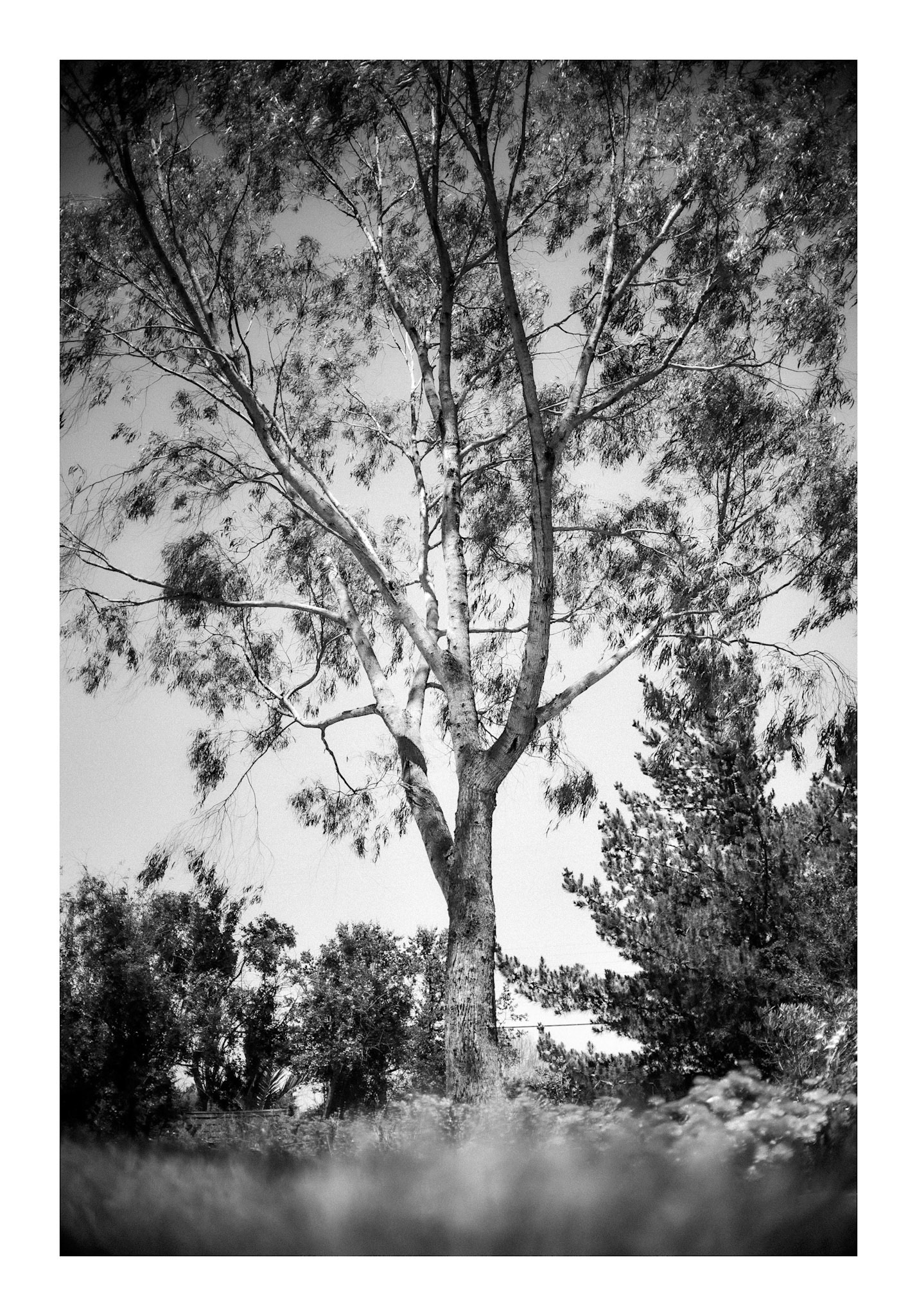 Arborum #5