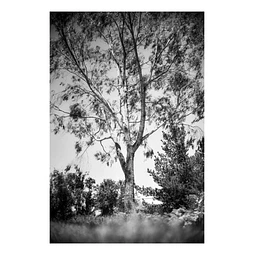 Arborum #5