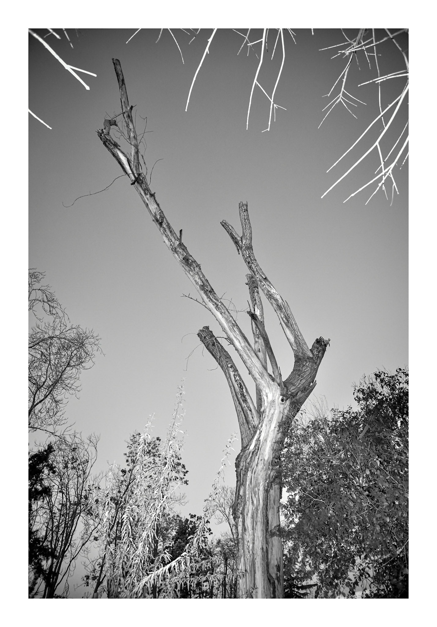 Arborum #6