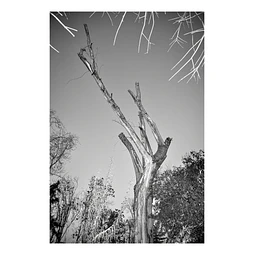 Arborum #6