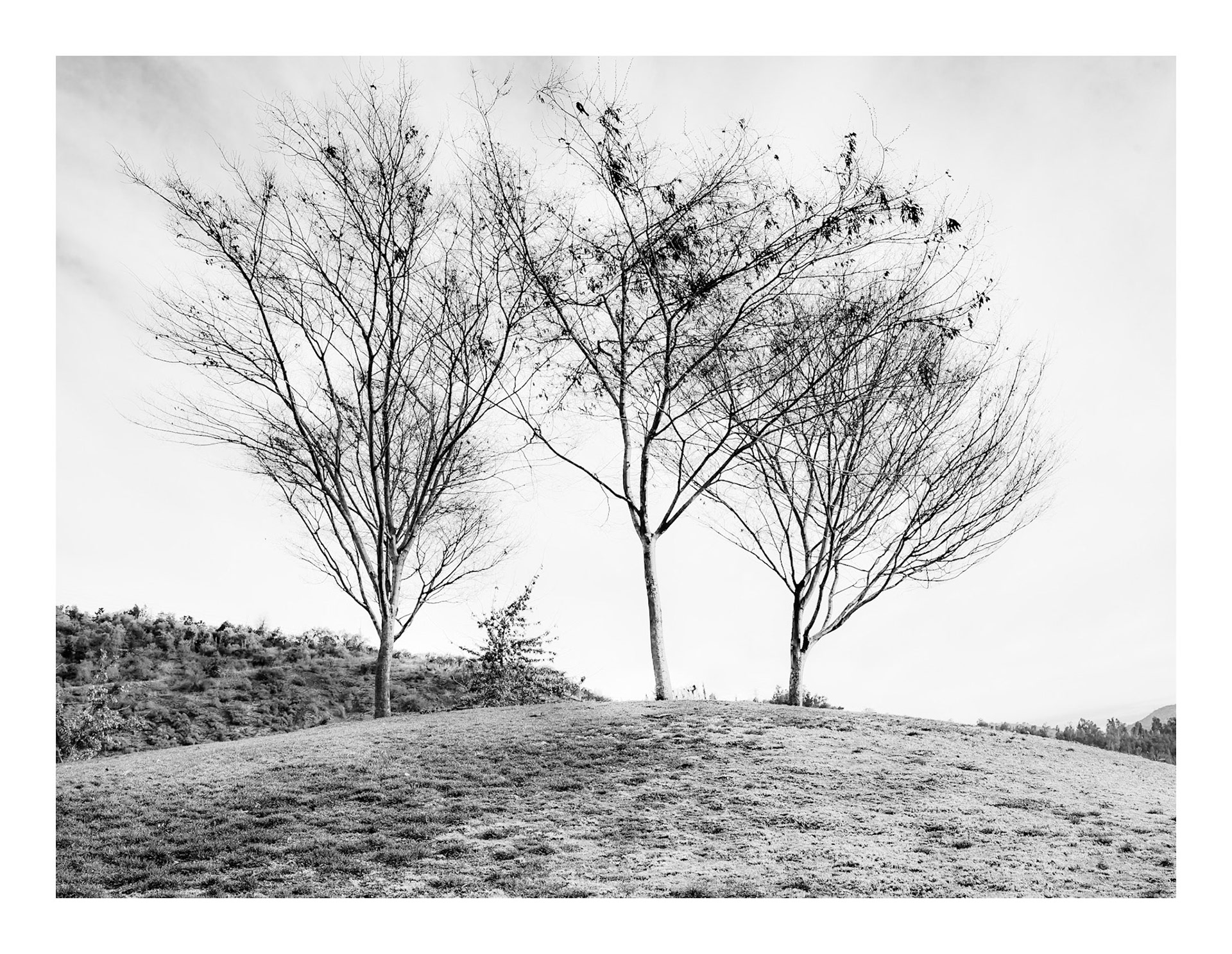 Arborum #7