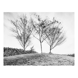 Arborum #7