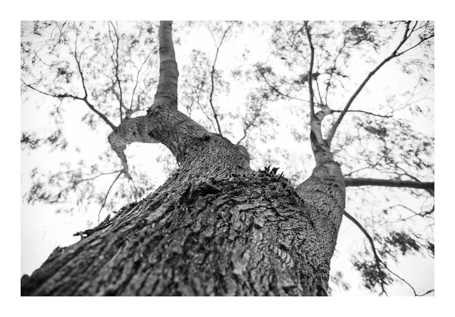 Arborum #8