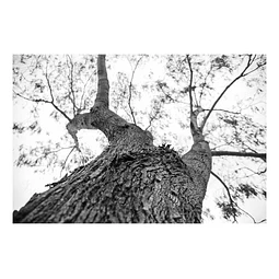 Arborum #8