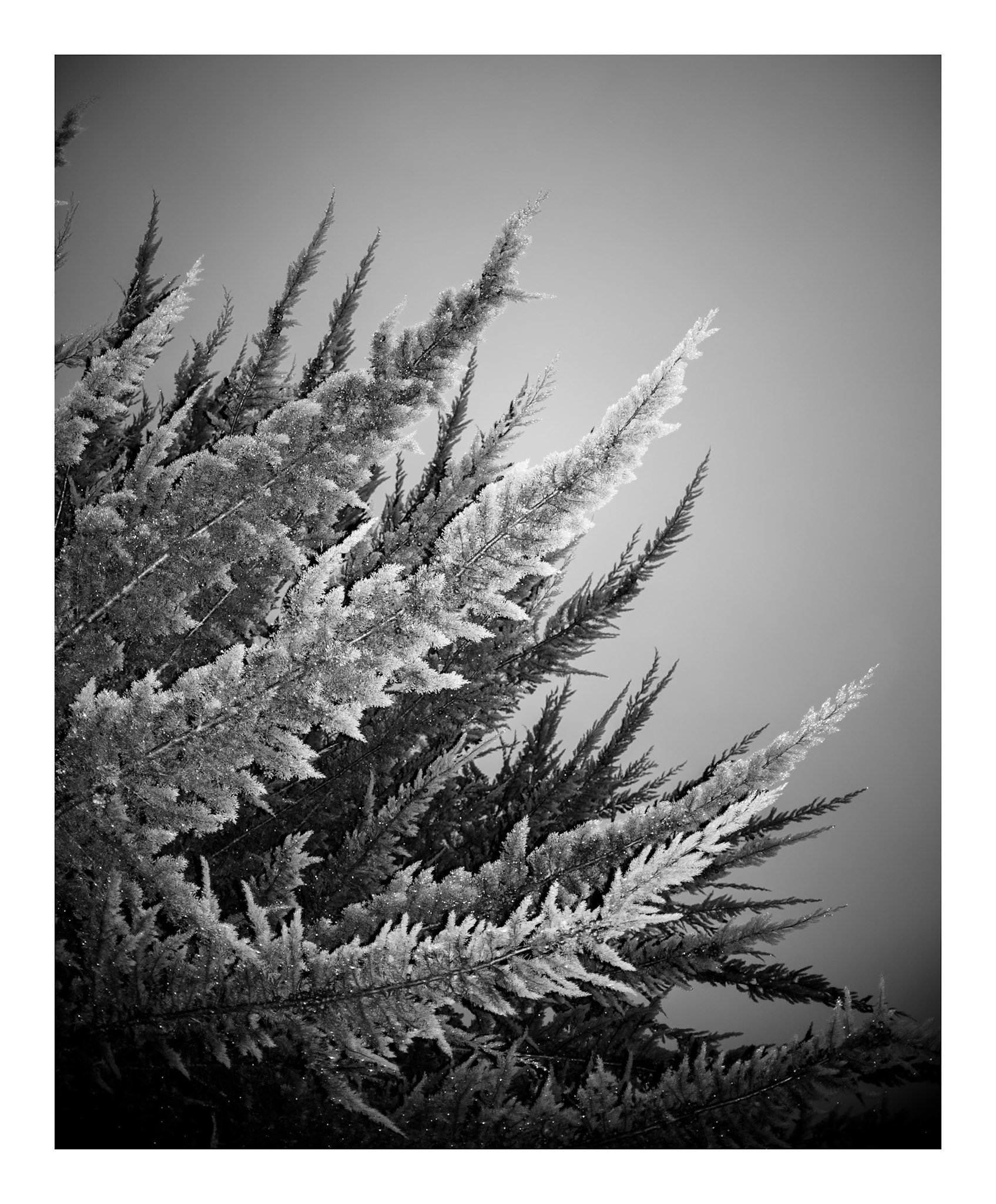 Arborum #9