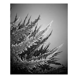 Arborum #9