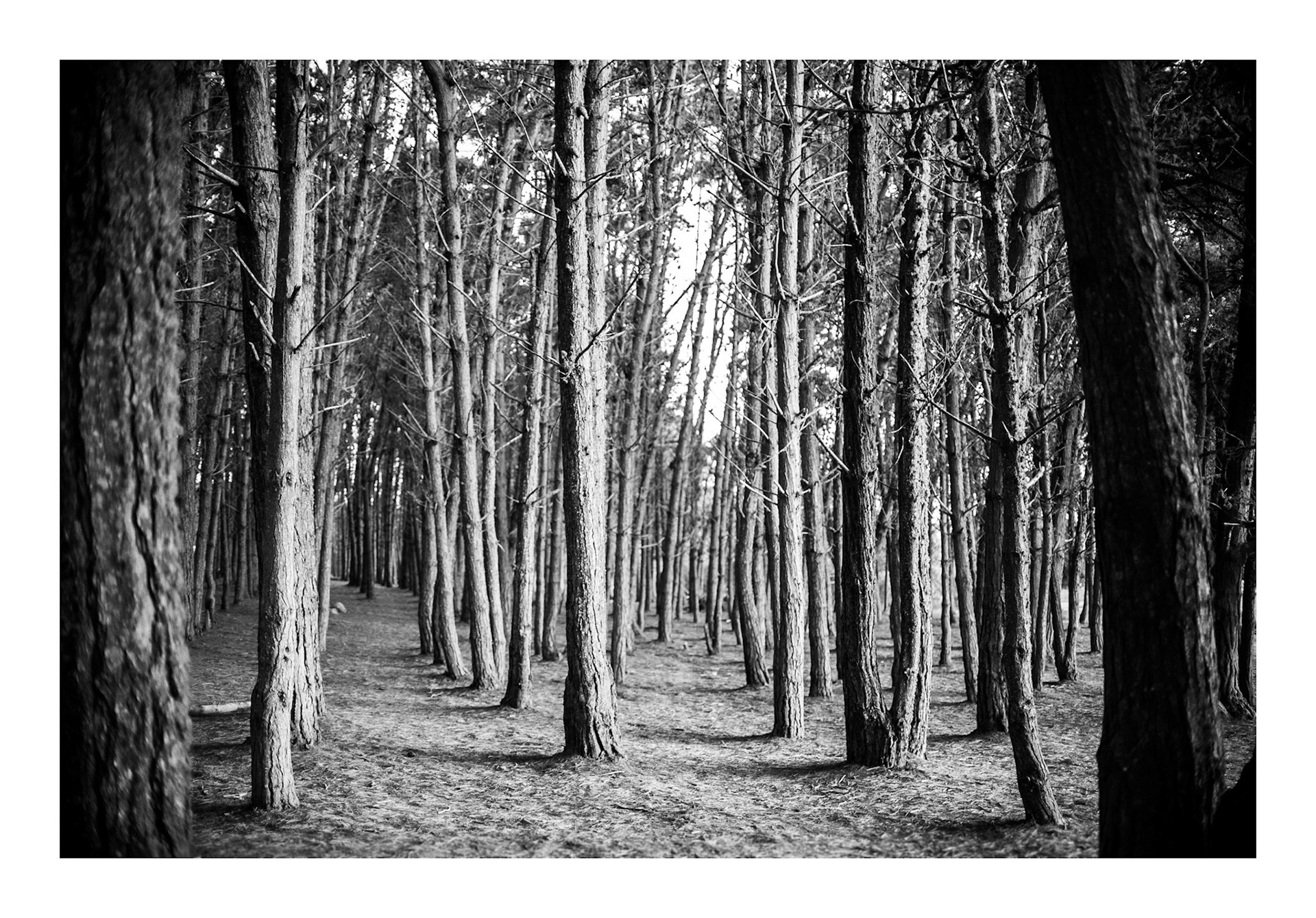 Arborum #10