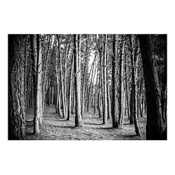 Arborum #10