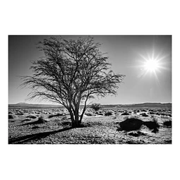 Arborum #11