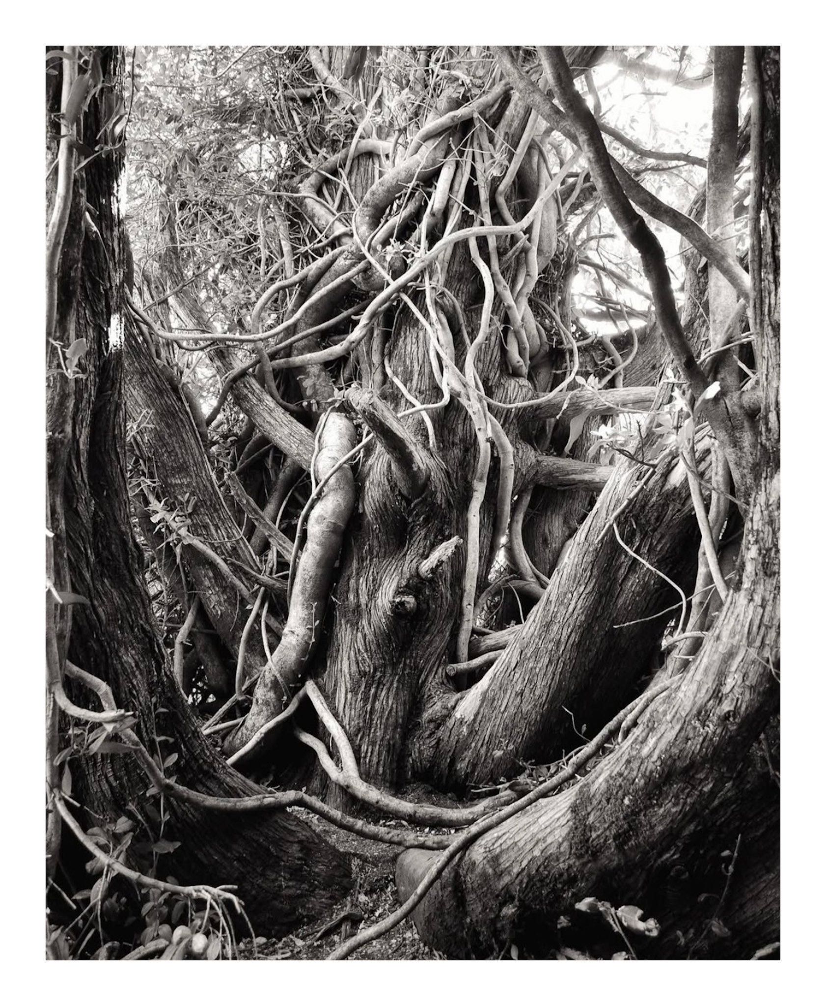 Arborum #12