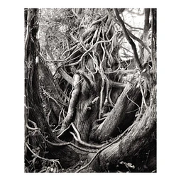 Arborum #12