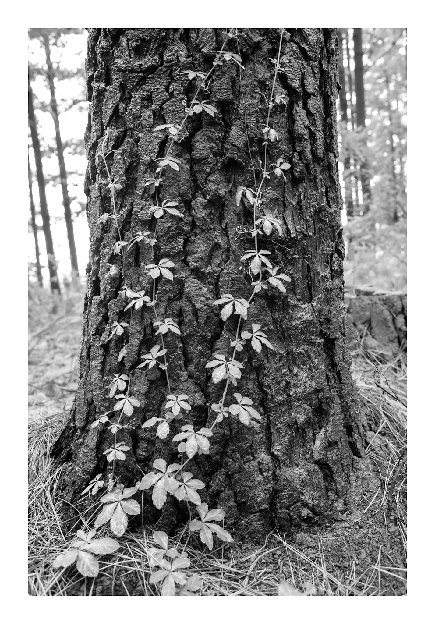 Arborum #13