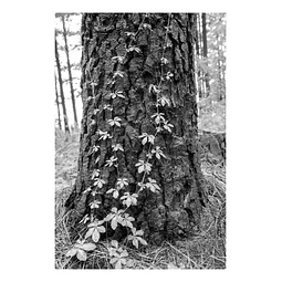 Arborum #13