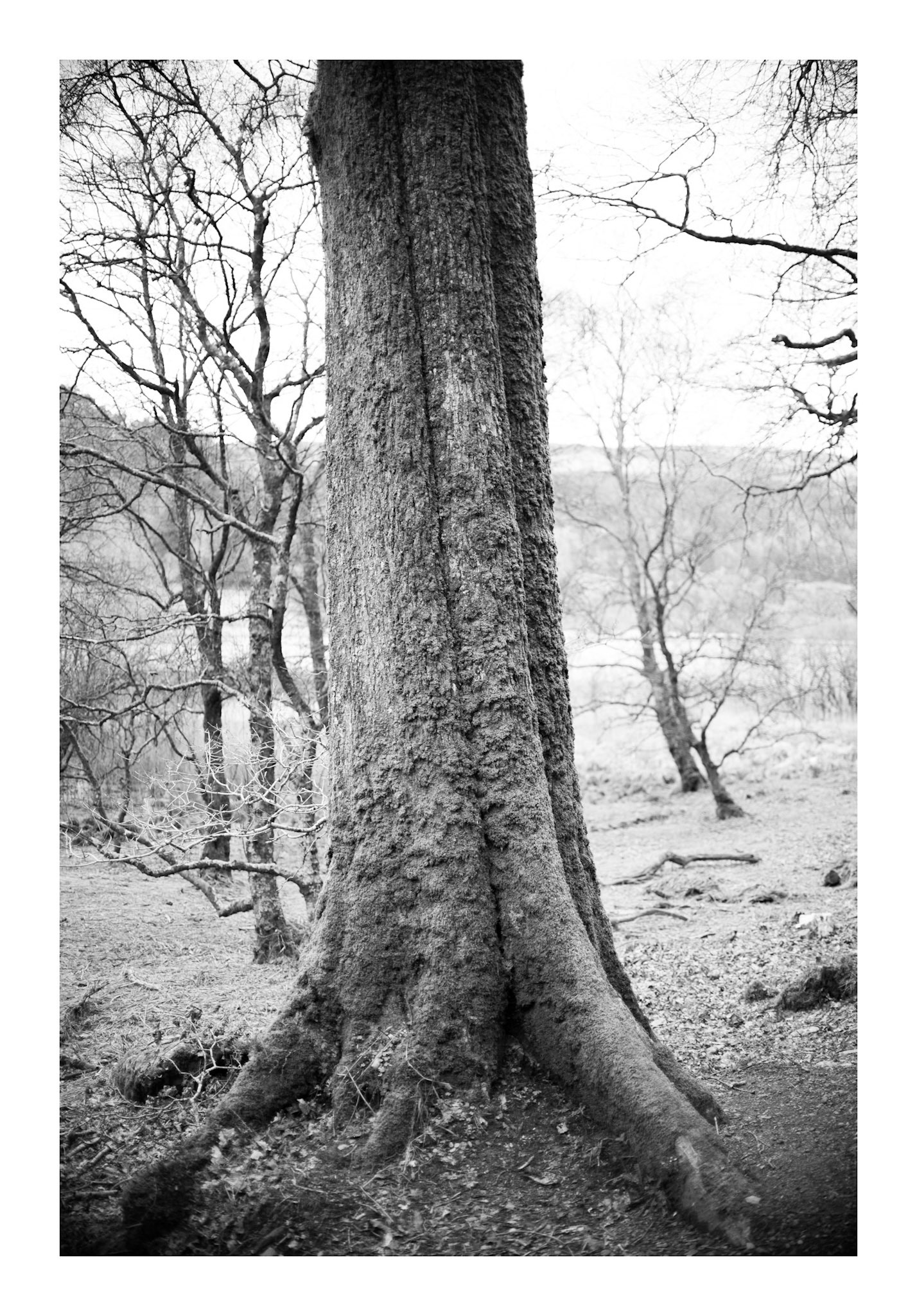 Arborum #14