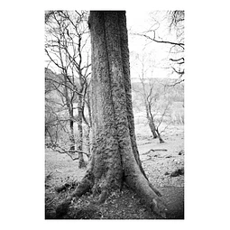 Arborum #14