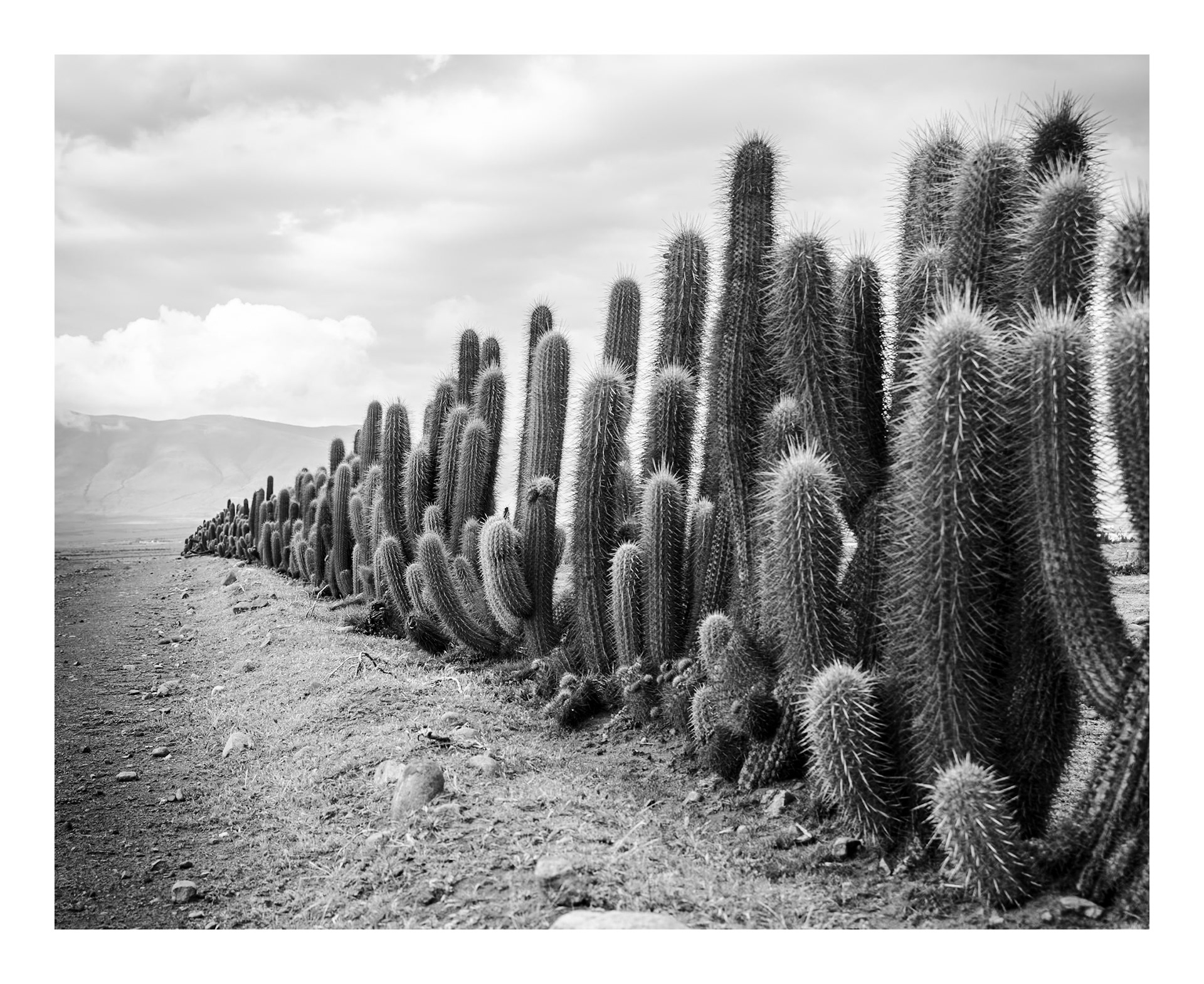 Natura #2