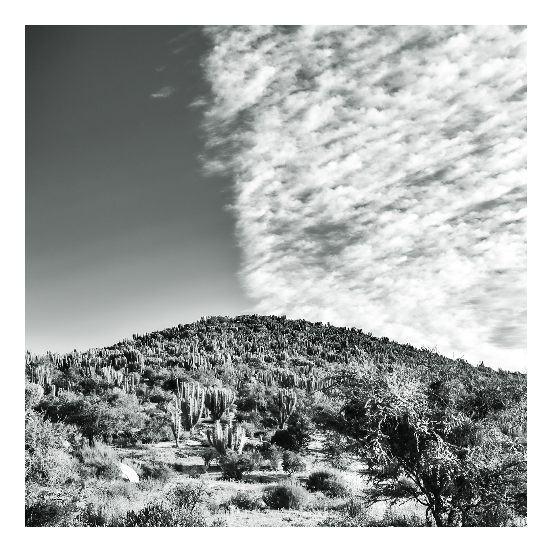 Natura #4