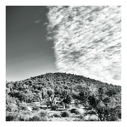 Natura #4