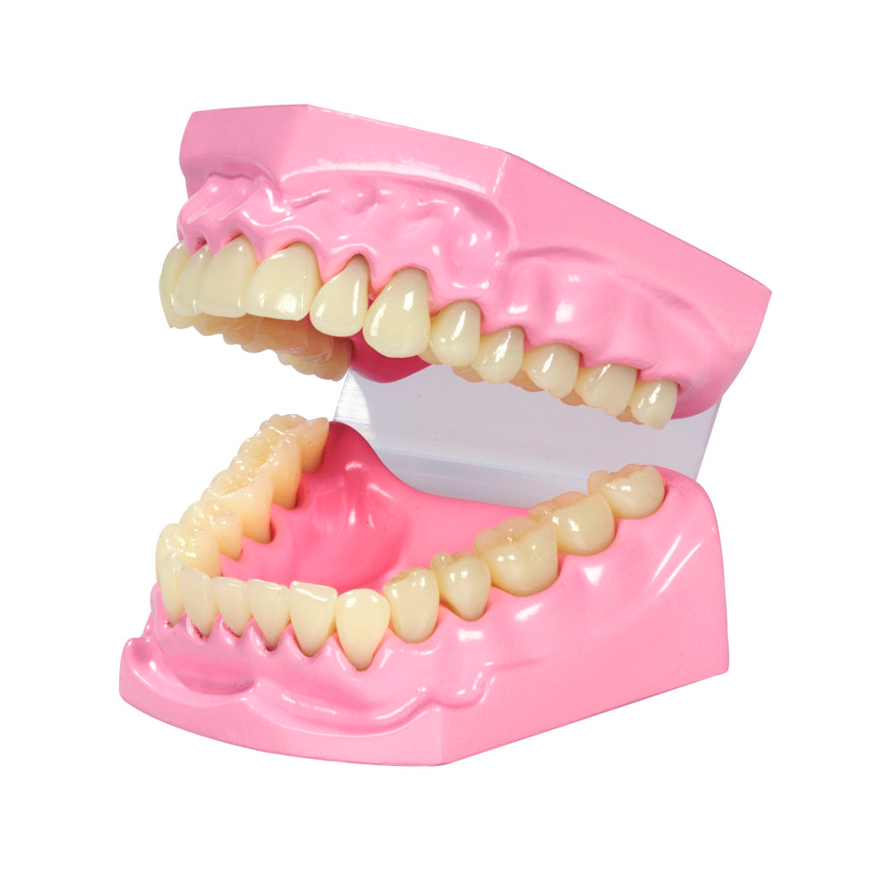 MODELO DENTAL