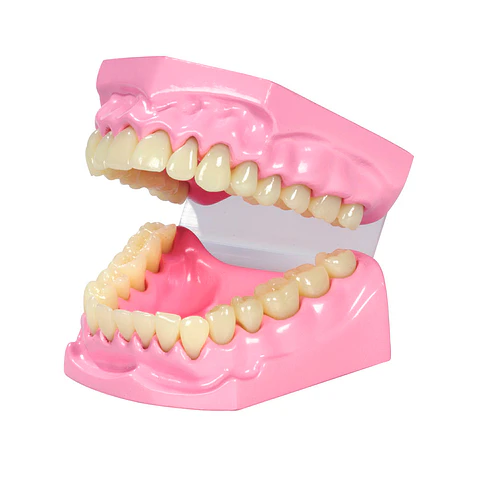 MODELO DENTAL