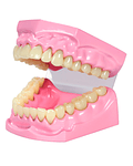 Modelo dental