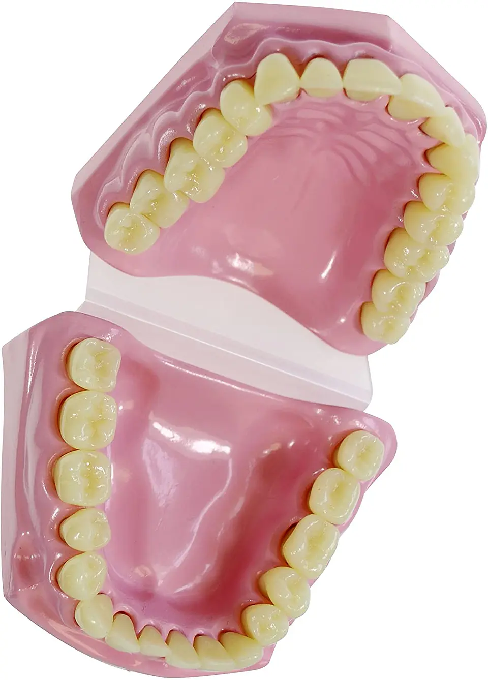 MODELO DENTAL 2