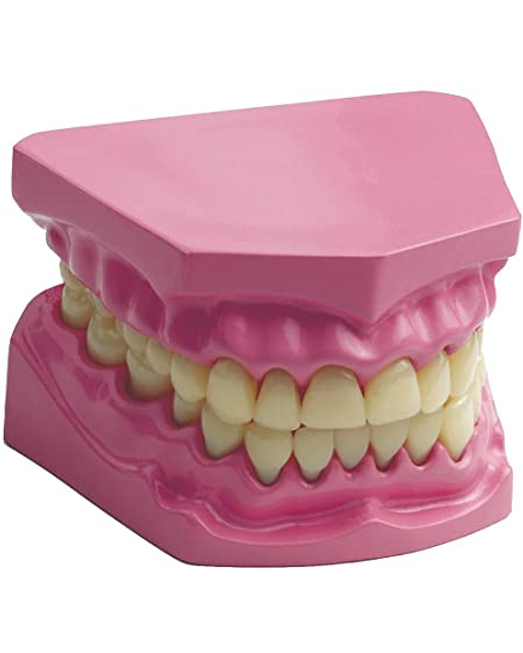 Modelo dental