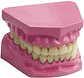 MODELO DENTAL - Miniatura 3