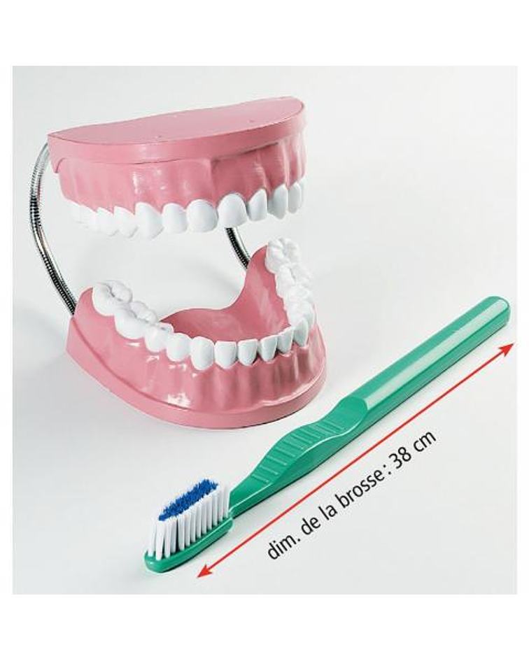 Set cepillo de dientes gigante