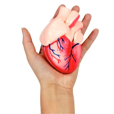 Modelo de corazón pequeño