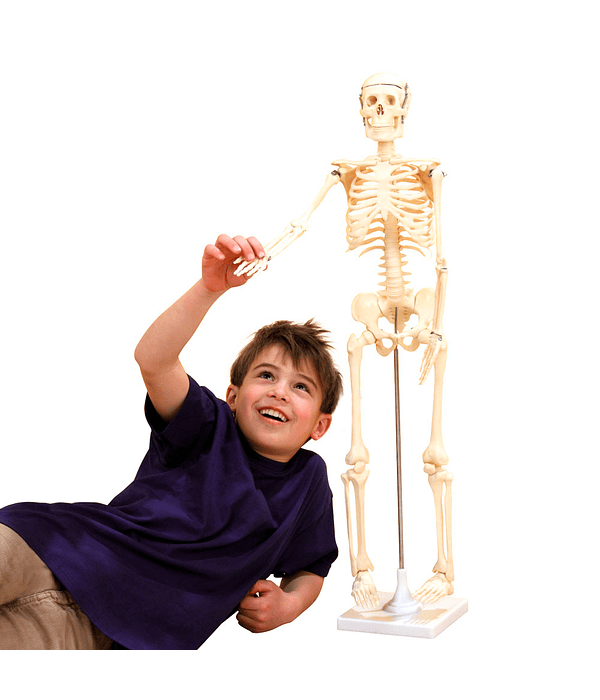 Esqueleto humano pequeño (80 cm)