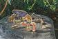 Figuras de Madera Animales y Personajes de África - Miniatura 6