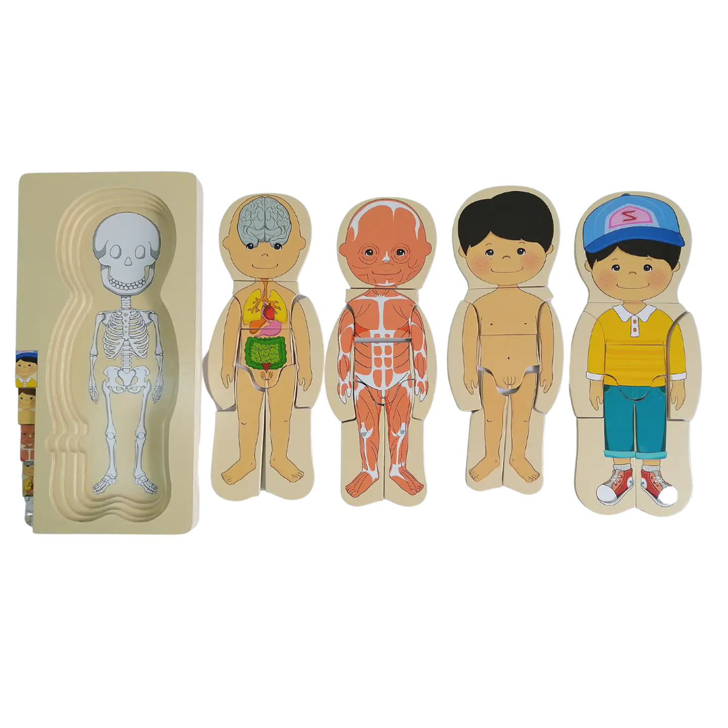 Puzzle Cuerpo Humano 4