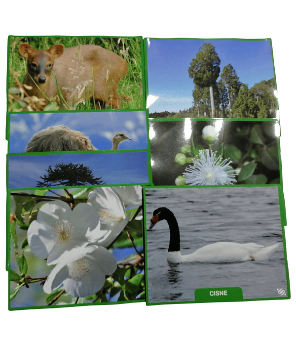 Láminas Magnéticas Flora y Fauna Chile (con detalles)