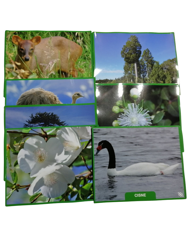 Láminas Magnéticas Flora y Fauna Chile (con detalles)