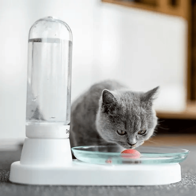 Las mejores fuentes para gatos para beber agua en casa