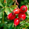 Mermelada Rosa Mosqueta (Fructosa Alulosa) 220g