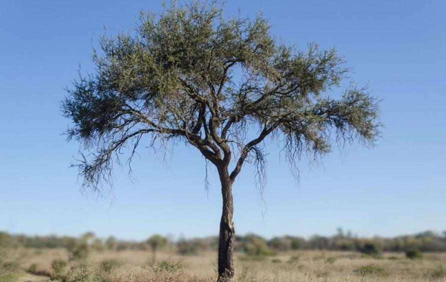 CARBON DE QUEBRACHO - 25/06/2019