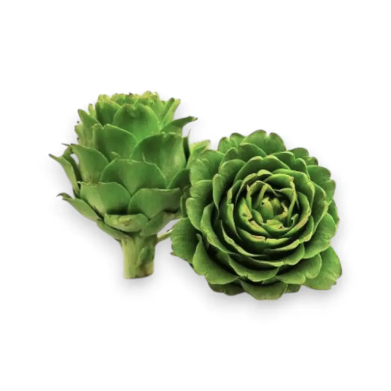 Alcachofa