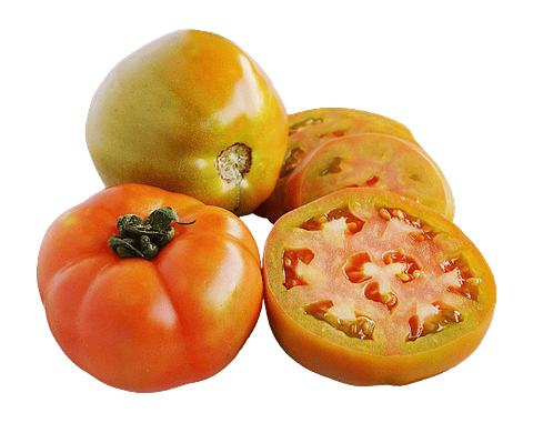 Tomate fresco