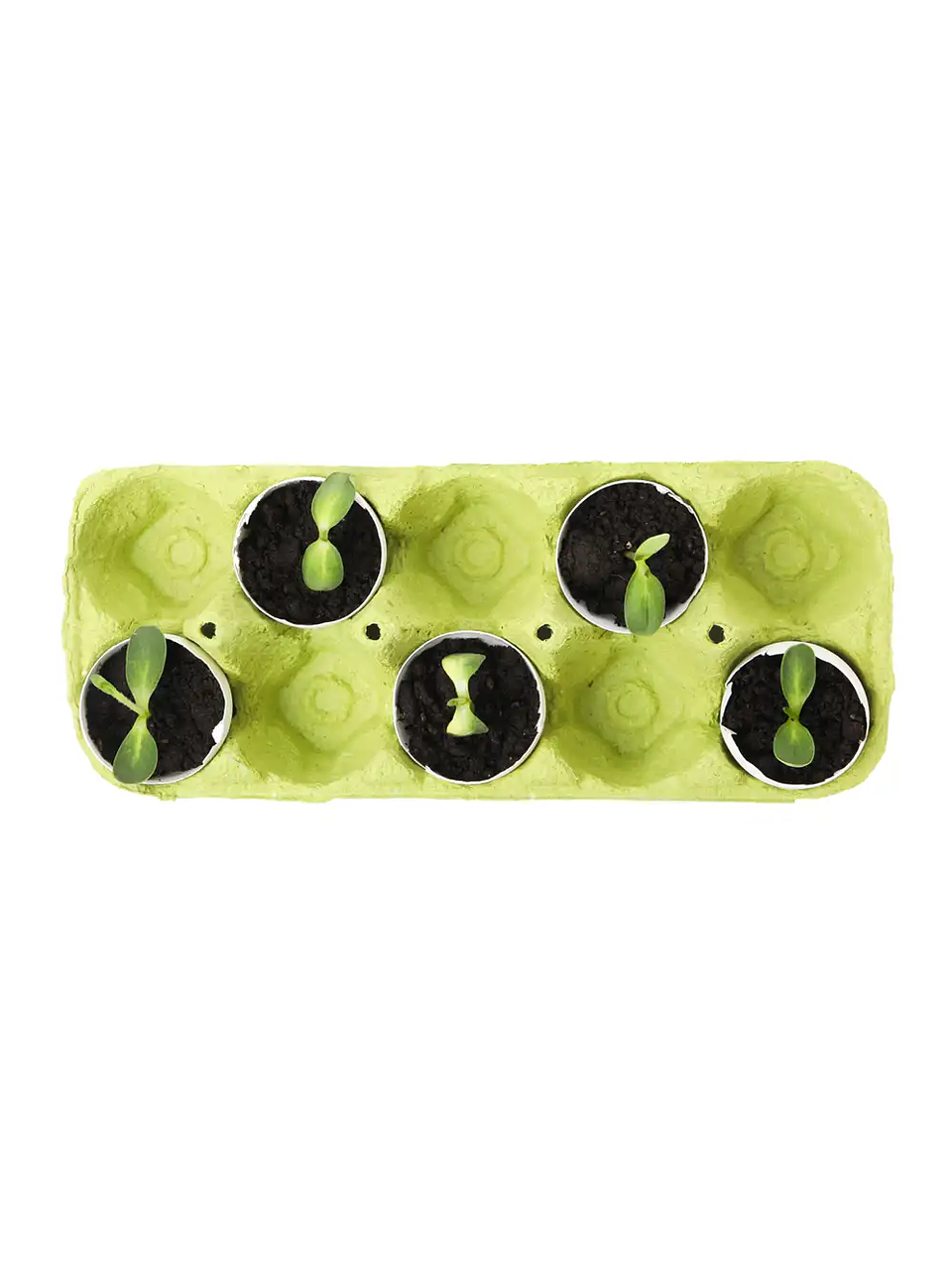 Kit de inicio de semillas de demostración 3