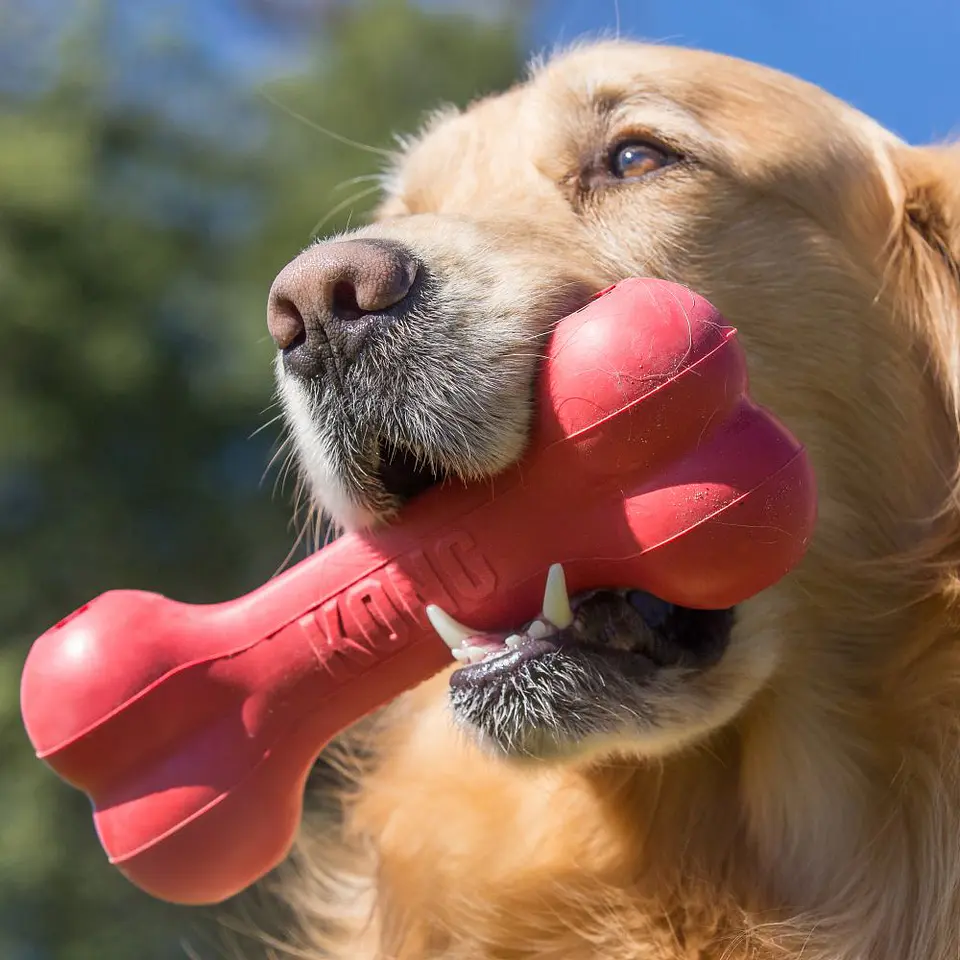 Kong Goodie Bone 2