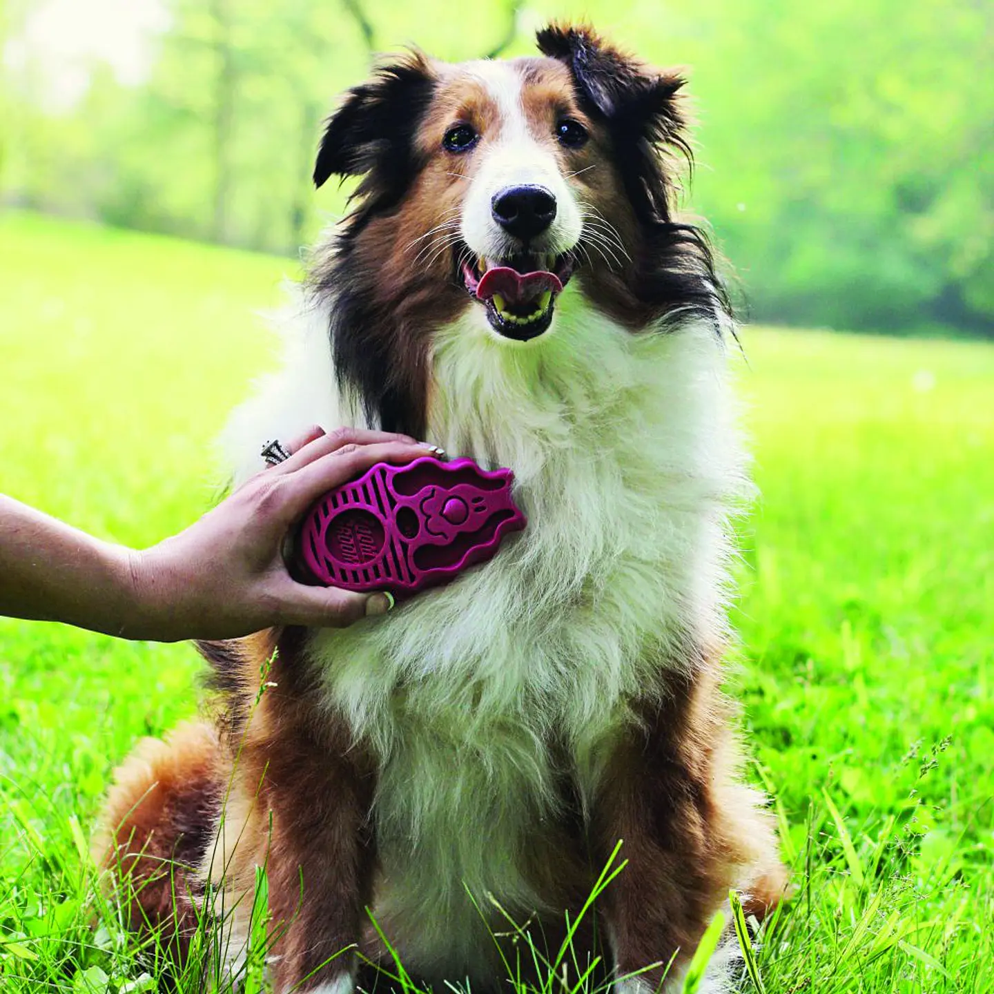 Kong ZoomGroom Dog  3