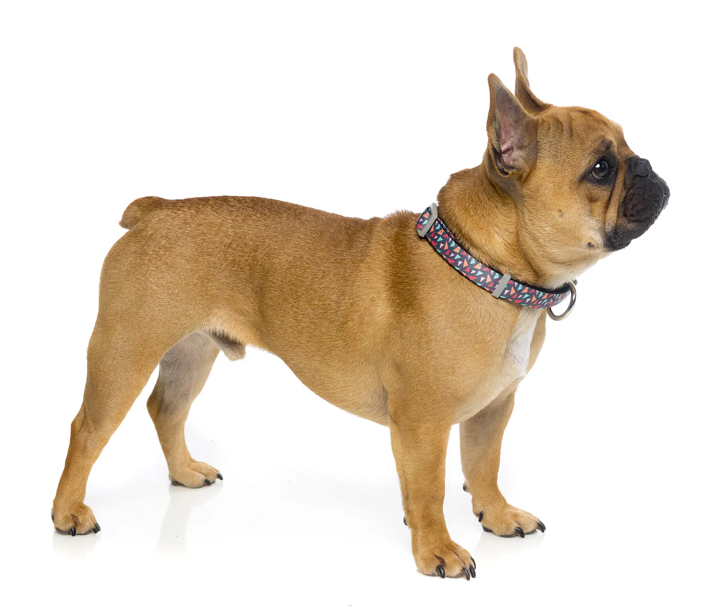 Collar de Perro FuzzYard Rad 2