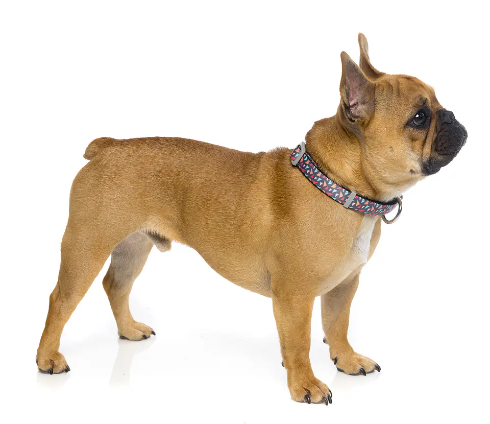 Collar de Perro FuzzYard Rad 2