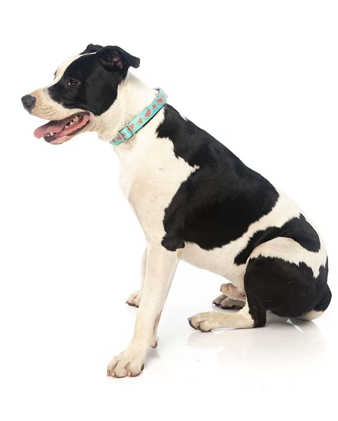 Collar de Perro FuzzYard Summer Punch