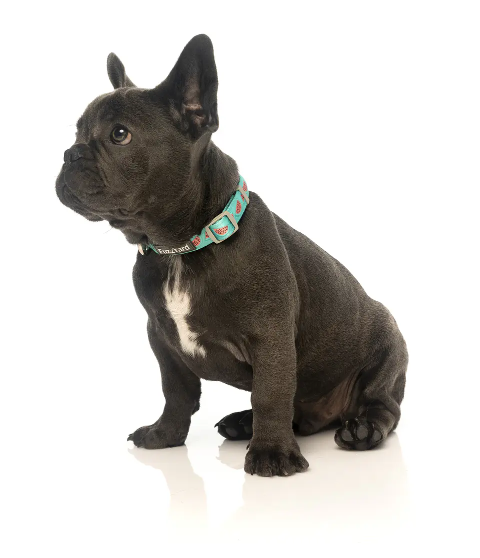 Collar de Perro FuzzYard Summer Punch 3